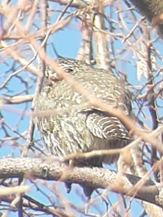 Northern Pygmy-Owl - ML409046871