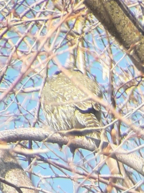 Northern Pygmy-Owl - ML409046881