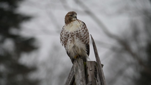 Red-tailed Hawk - ML409047321