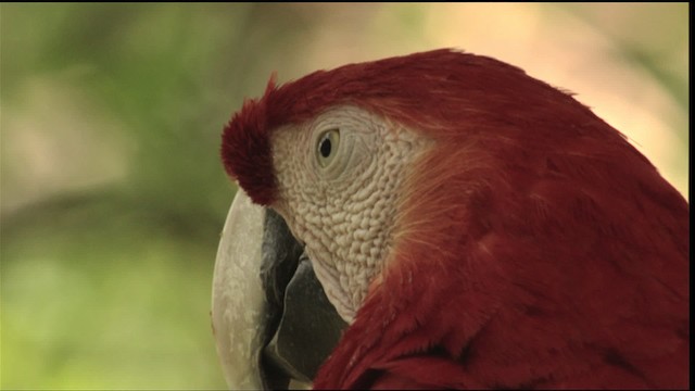 Scarlet Macaw - ML409048