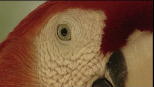 Scarlet Macaw - ML409049