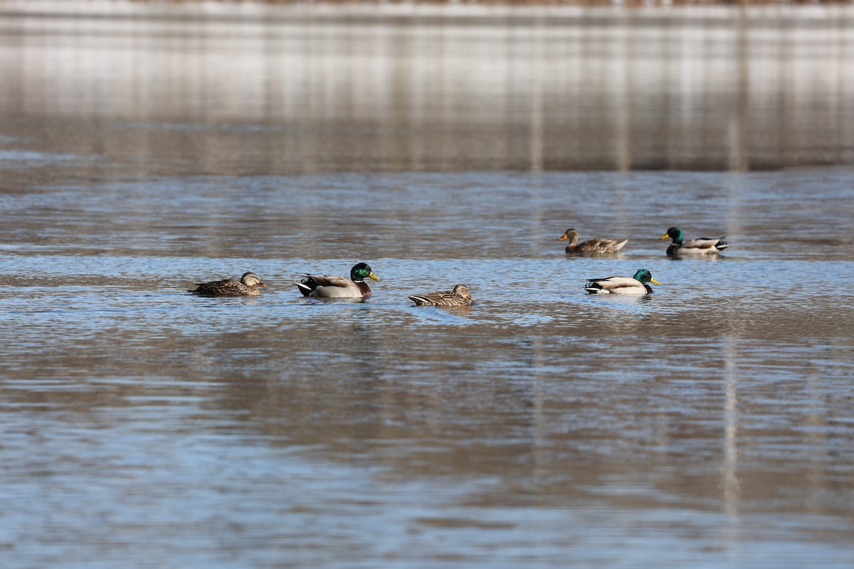 Mallard - ML409049051