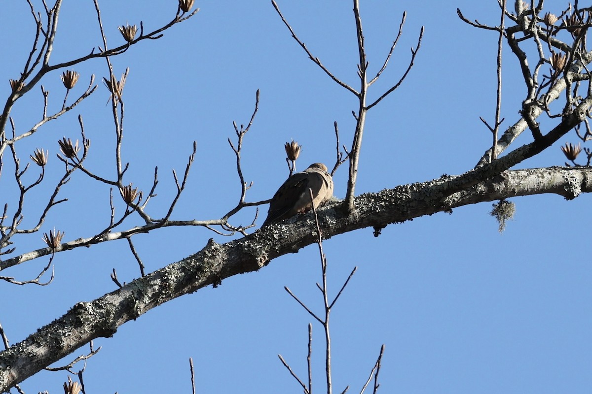 Mourning Dove - ML409049061