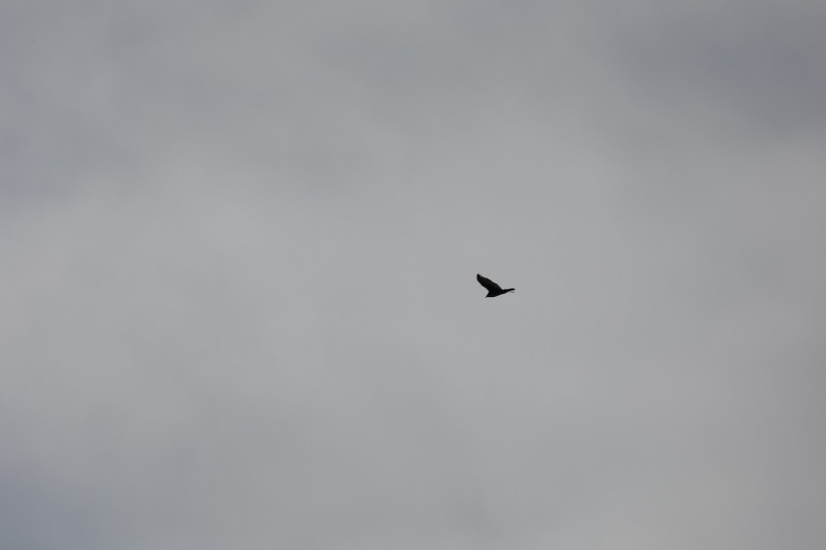 Turkey Vulture - ML409049291