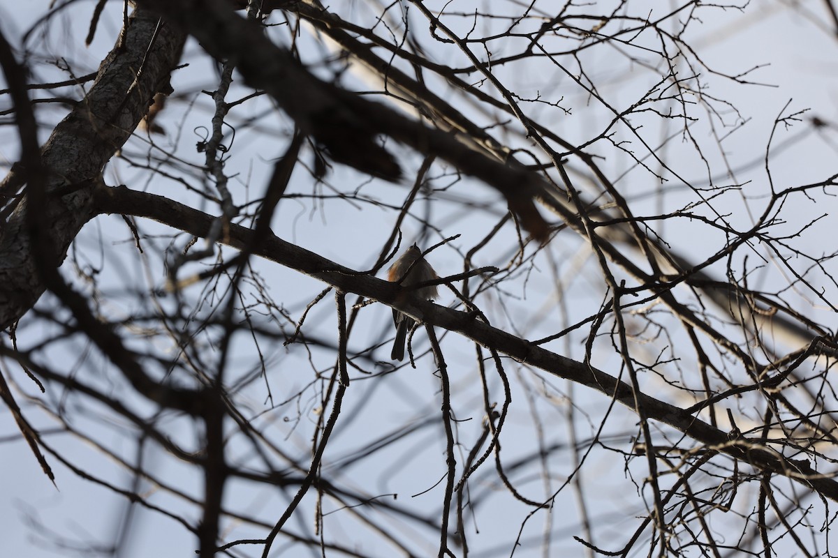 Tufted Titmouse - ML409049511