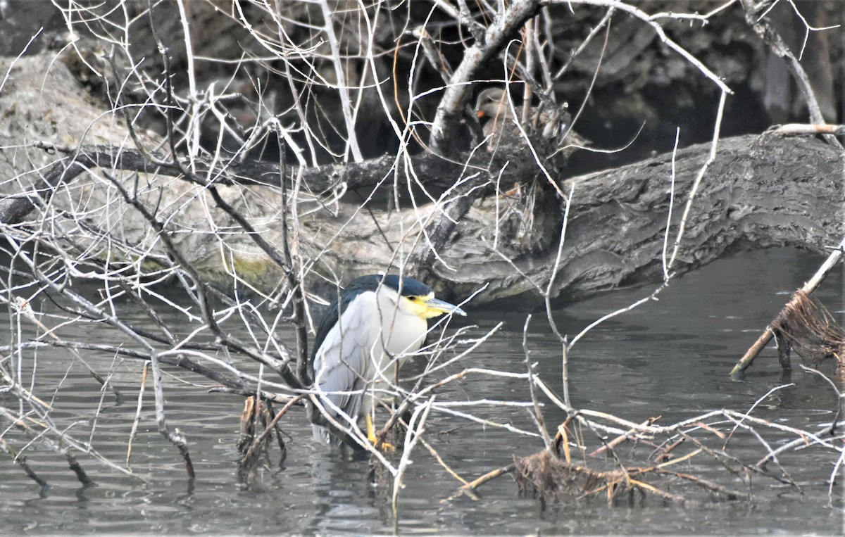 Black-crowned Night Heron - Elke Davis