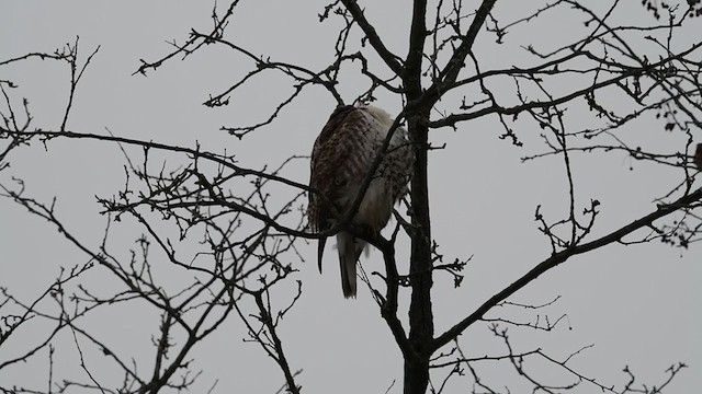 Red-tailed Hawk - ML409050281