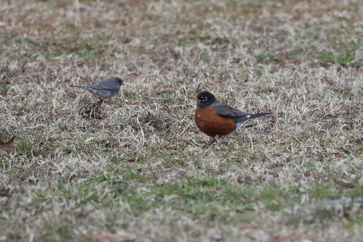 American Robin - ML409051511