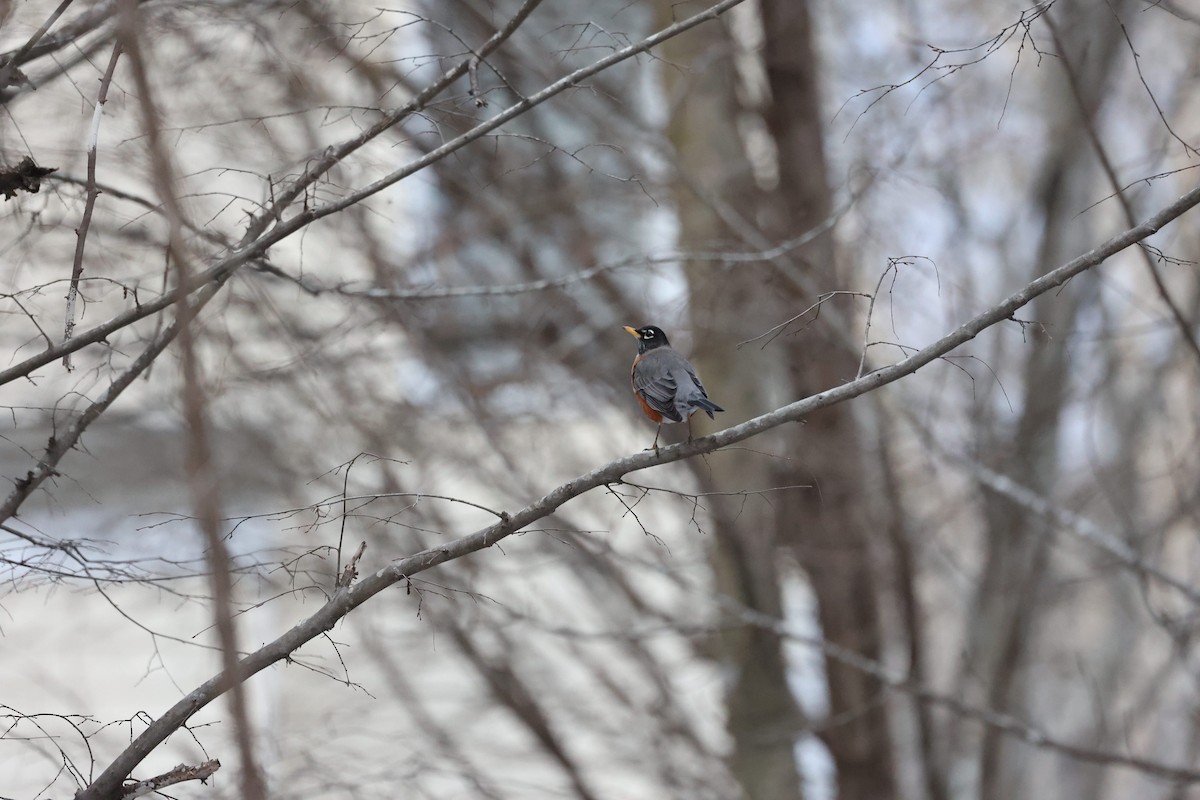 American Robin - ML409051571