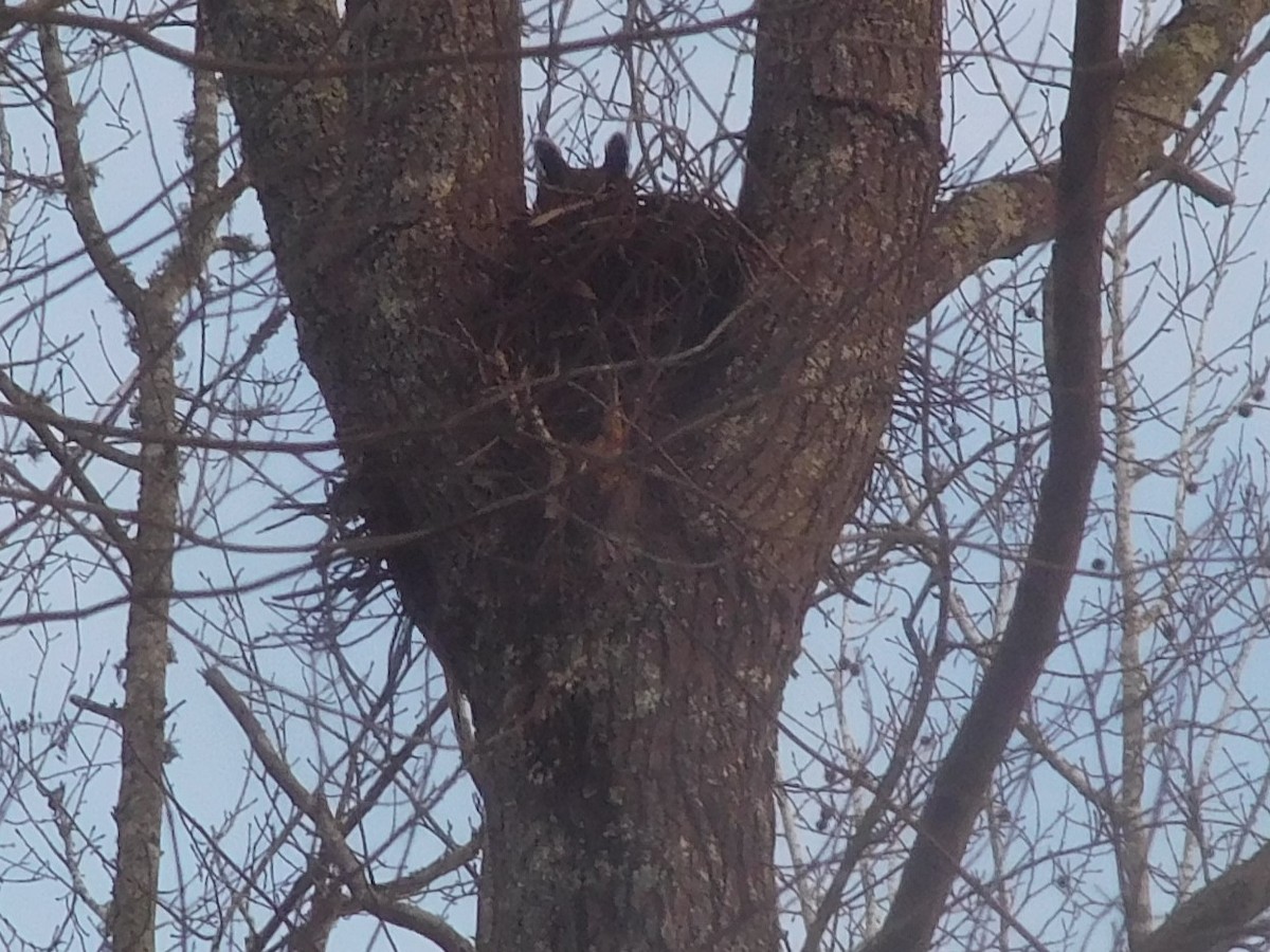 Great Horned Owl - ML409051581