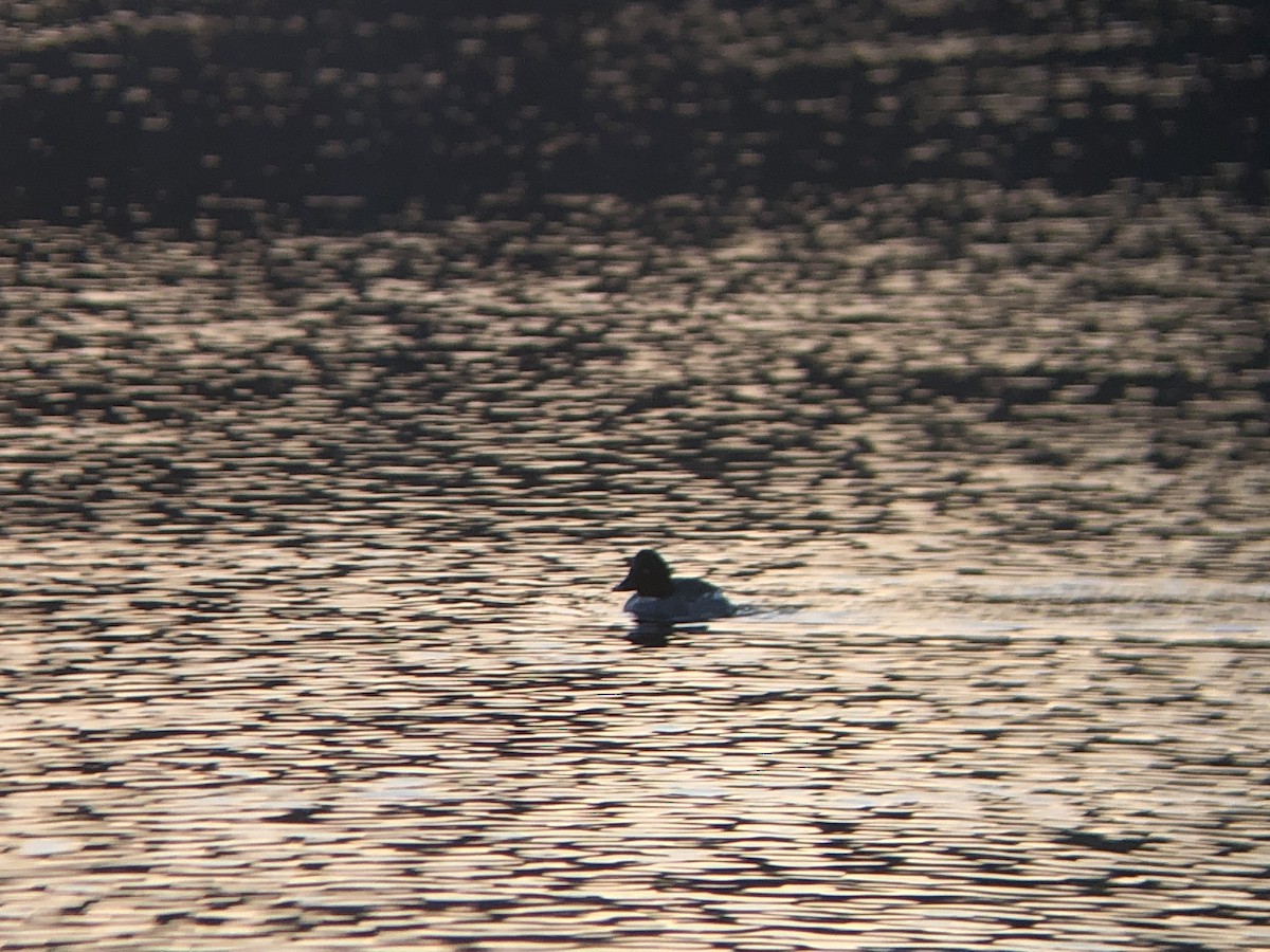 Common Goldeneye - ML409052231