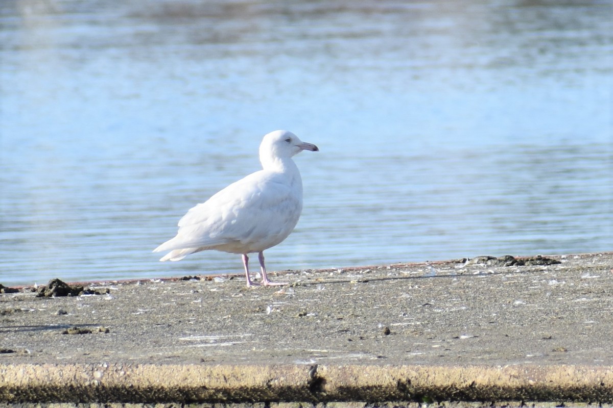 Glaucous Gull - ML409052741