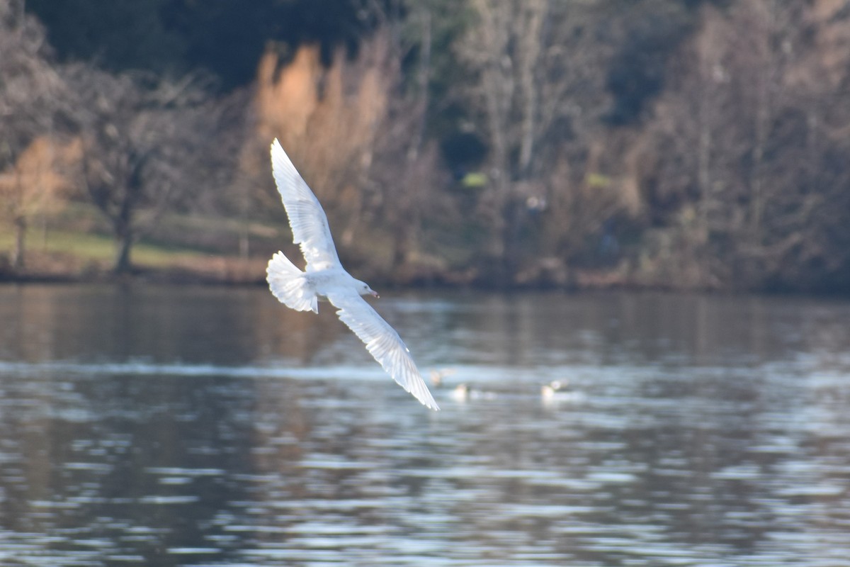 Glaucous Gull - ML409052751