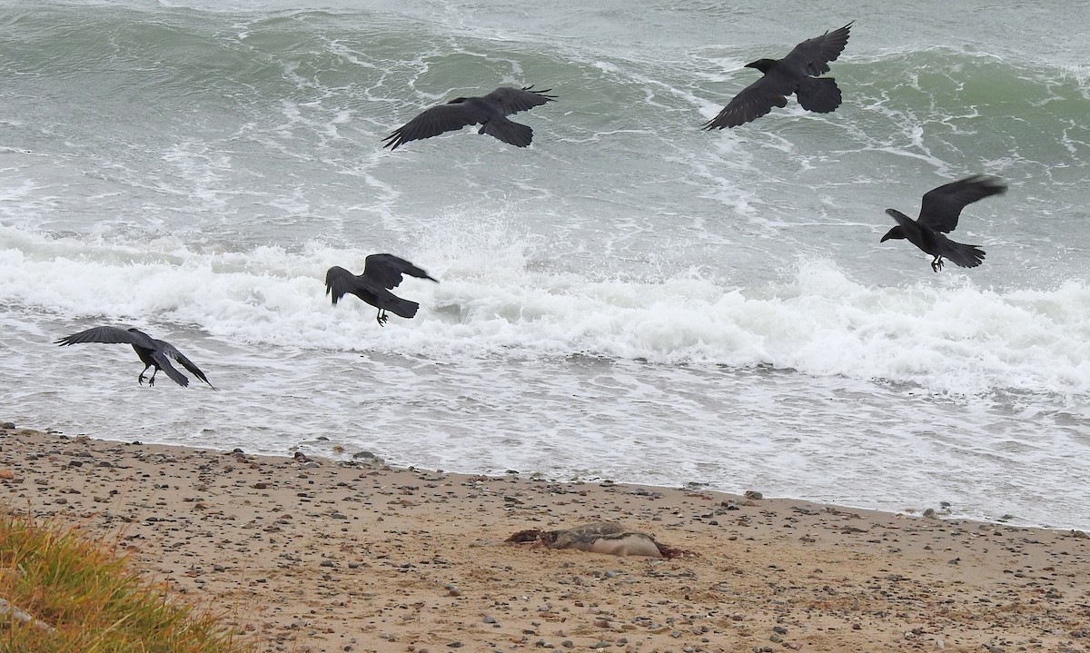 Common Raven - ML409053121