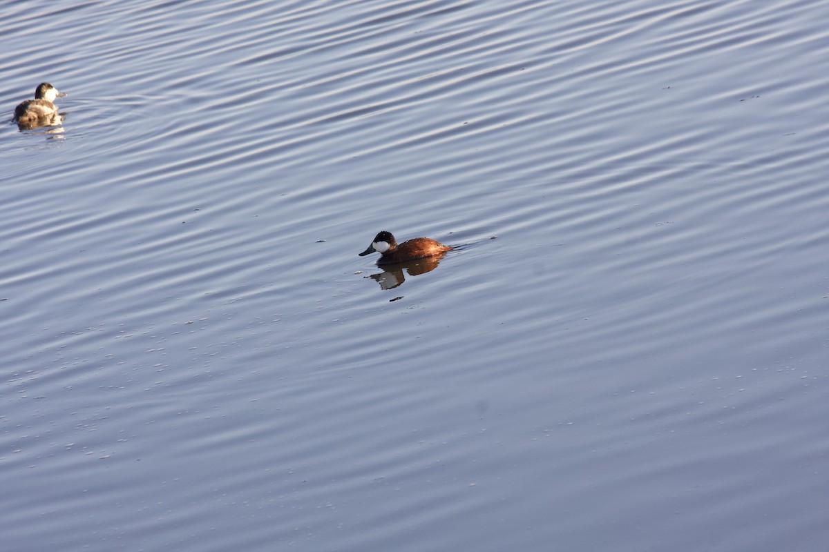 Ruddy Duck - ML409056241