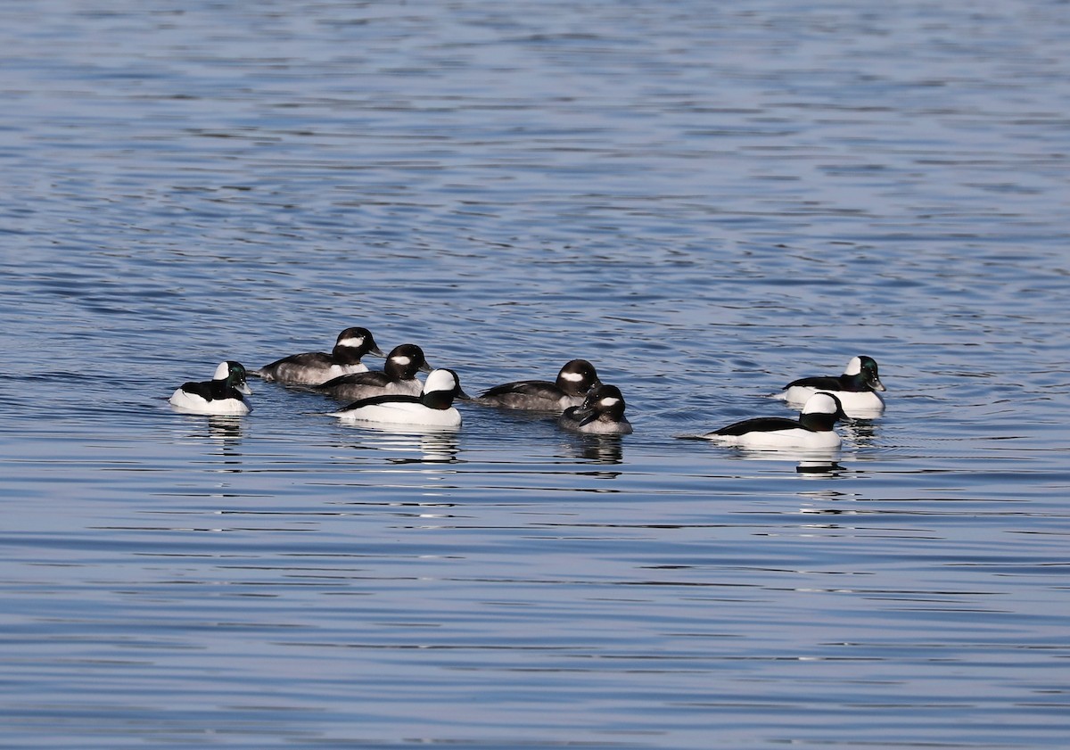 Bufflehead - ML409056501