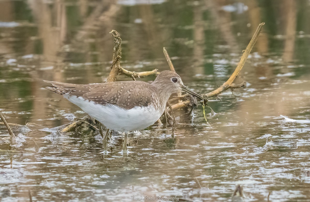 Solitary Sandpiper - ML409056941