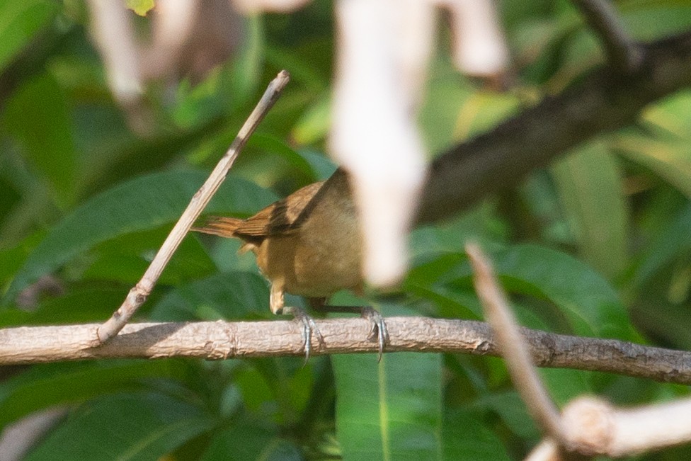 Australian Reed Warbler - Nigel Jackett