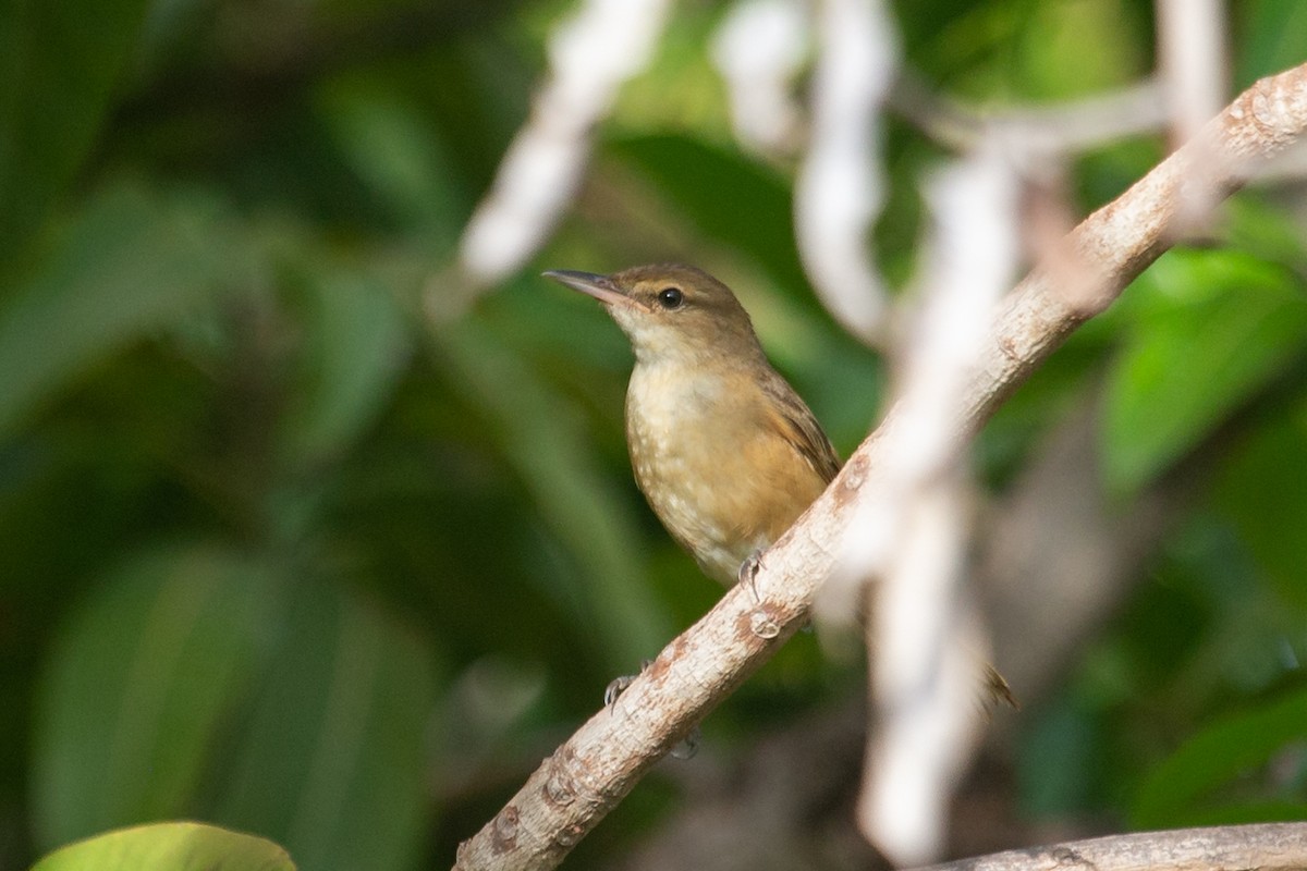 Australian Reed Warbler - ML409058921