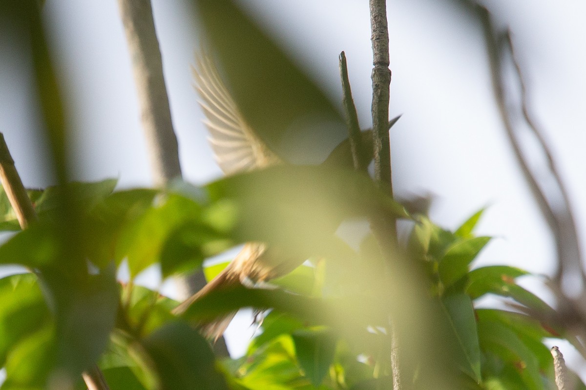 Australian Reed Warbler - ML409058991