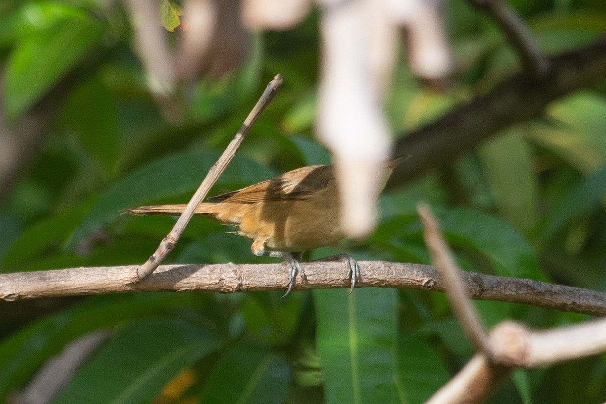 Australian Reed Warbler - ML409059041