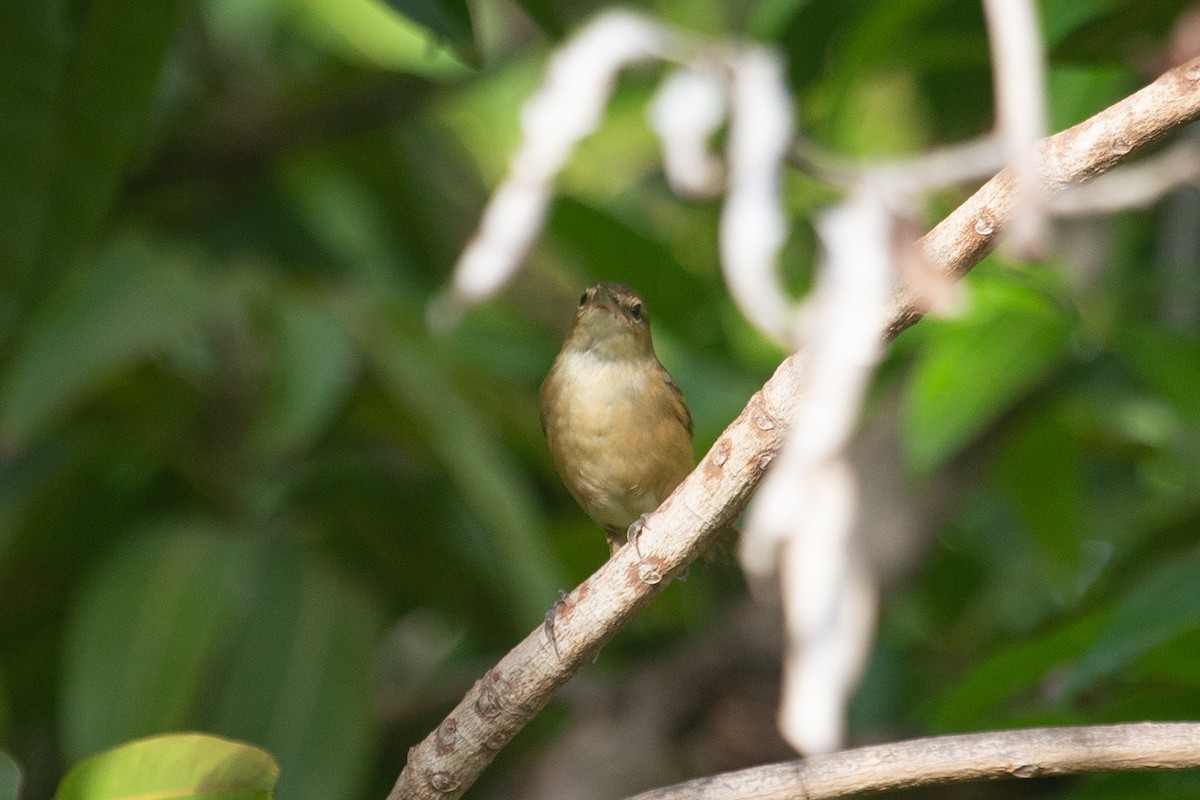 Australian Reed Warbler - ML409059061