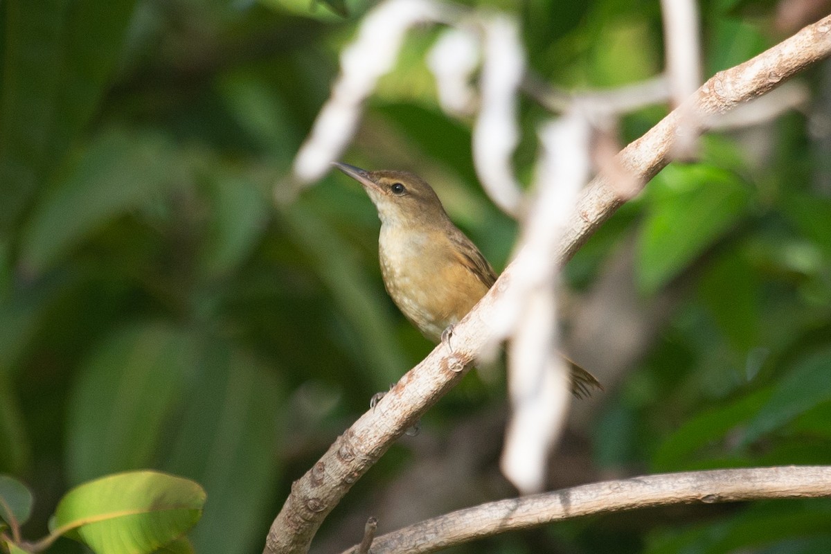 Australian Reed Warbler - ML409059111