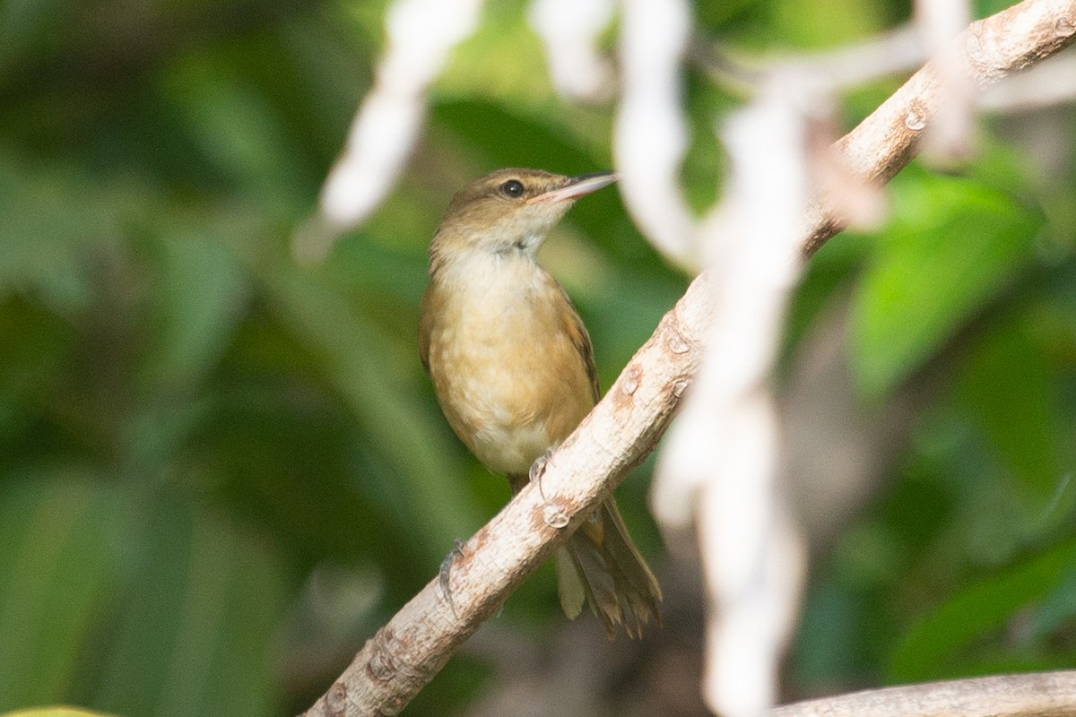 Australian Reed Warbler - ML409059121