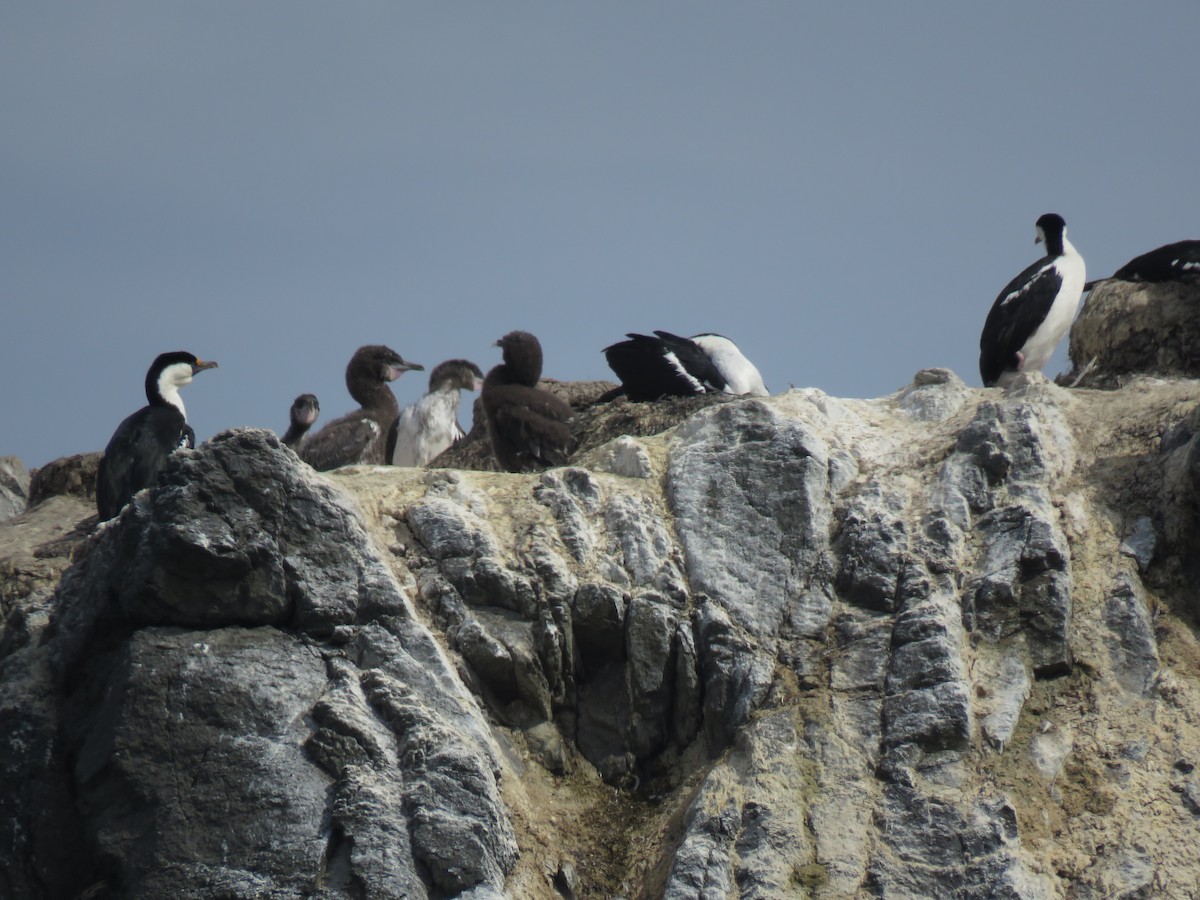 Cormorán Antártico - ML409059171