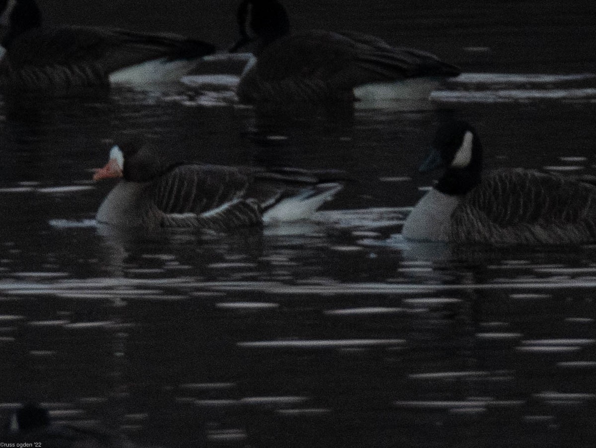 Greater White-fronted Goose - ML409059391