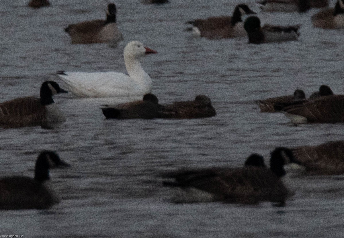 Snow Goose - ML409059551