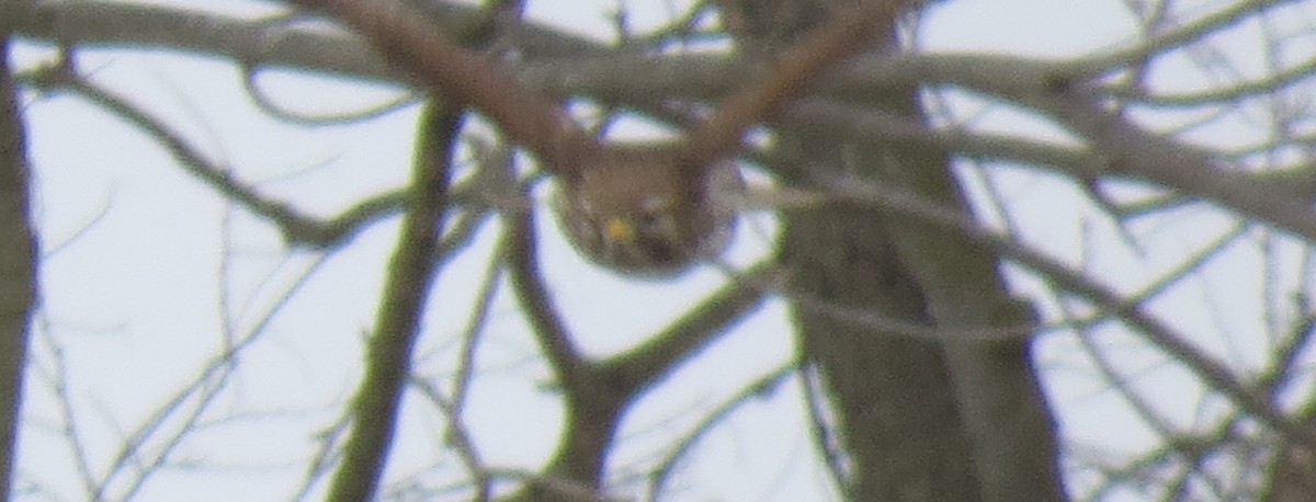 Red-shouldered Hawk - ML409059601