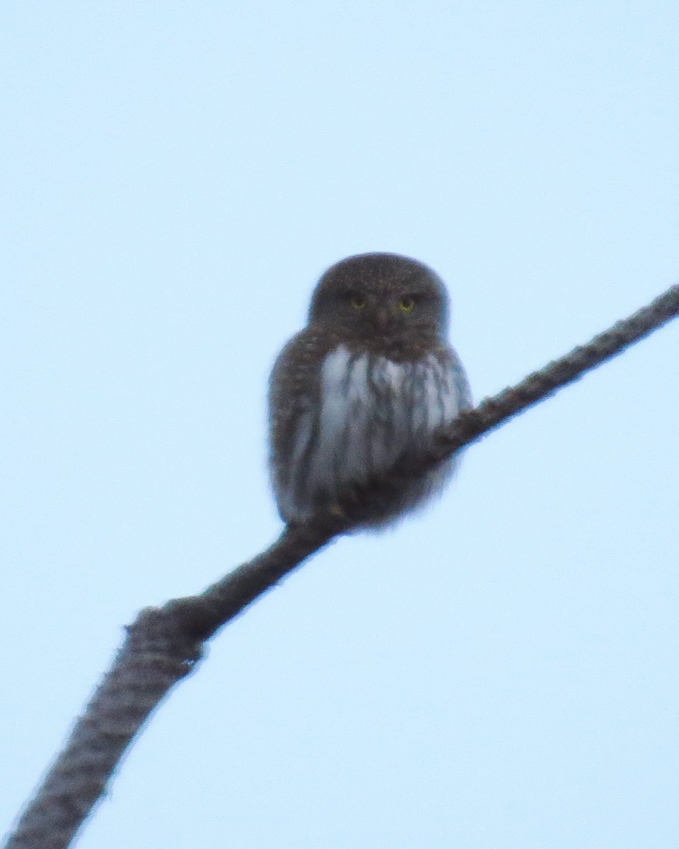 Northern Pygmy-Owl - ML409059661