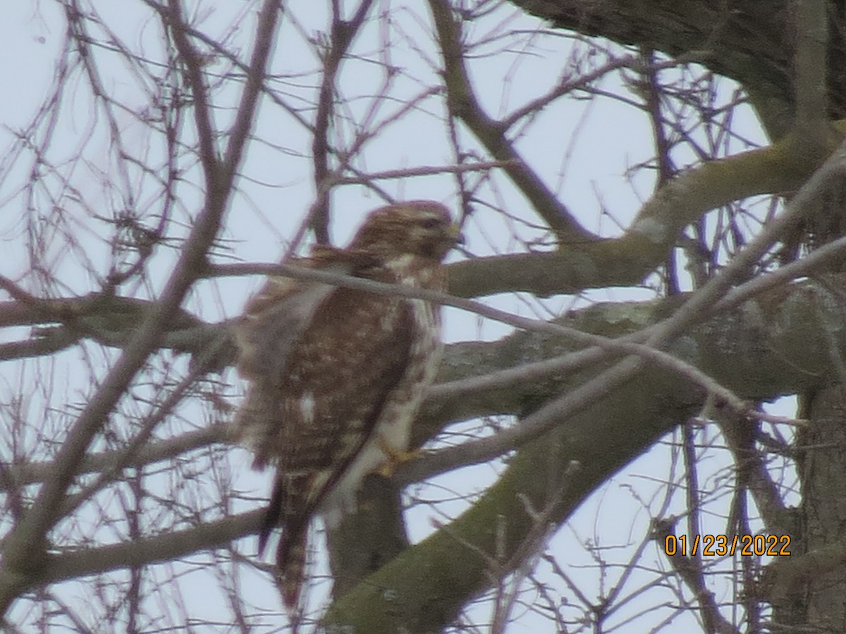 Red-shouldered Hawk - ML409059821