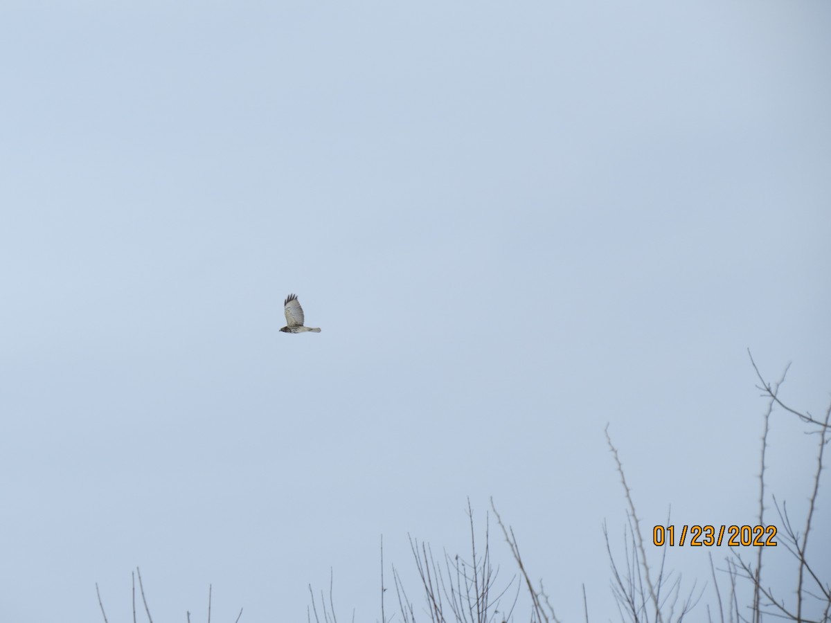 Red-shouldered Hawk - ML409059831