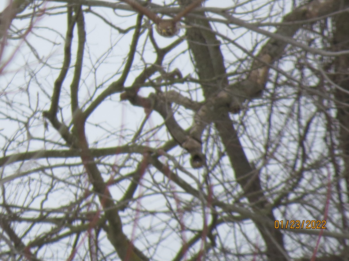 Red-shouldered Hawk - ML409059891