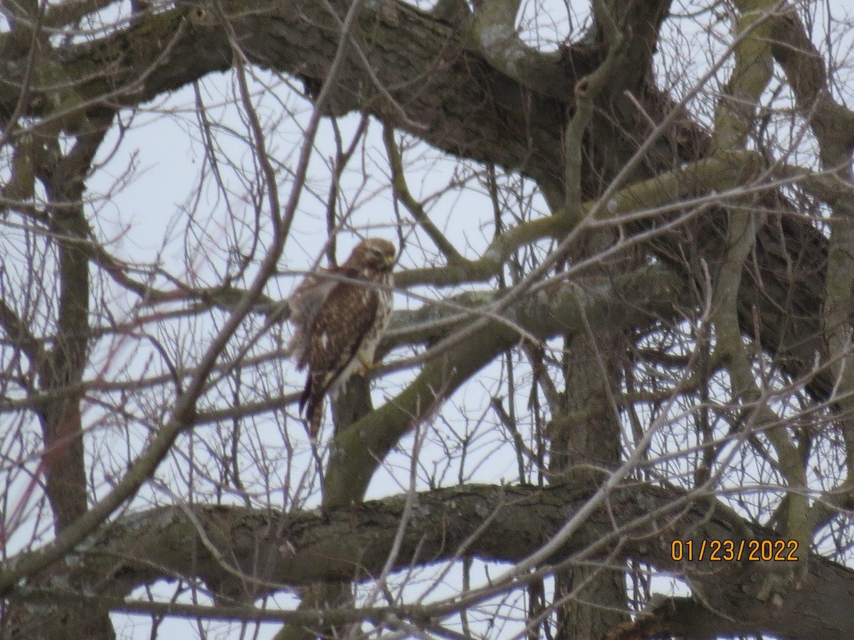 Red-shouldered Hawk - ML409059931