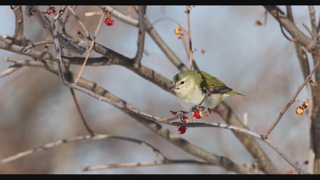 Tennessee Warbler - ML409061421