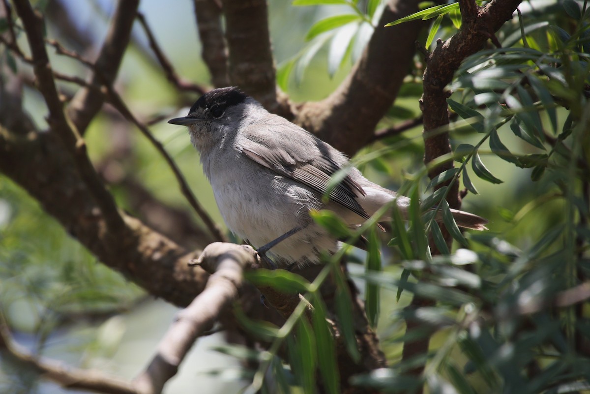 Халимагт зэржгэнэ - ML40906191