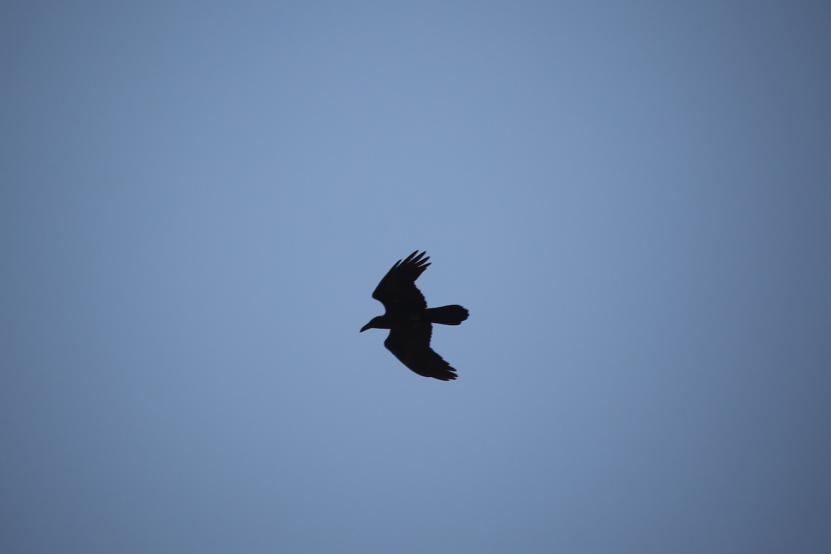 Brown-necked Raven - ML40906231