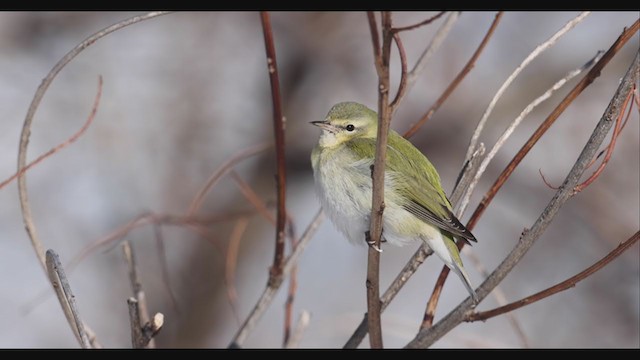 Tennessee Warbler - ML409062581