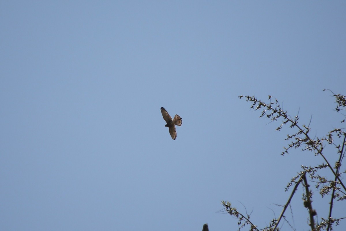 Eurasian Kestrel (Cape Verde) - ML40906281