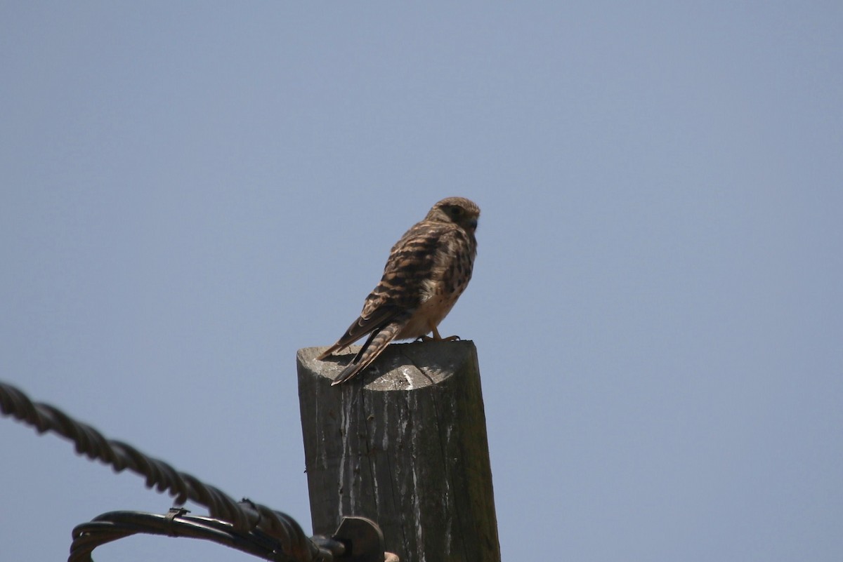 Eurasian Kestrel (Cape Verde) - ML40906301