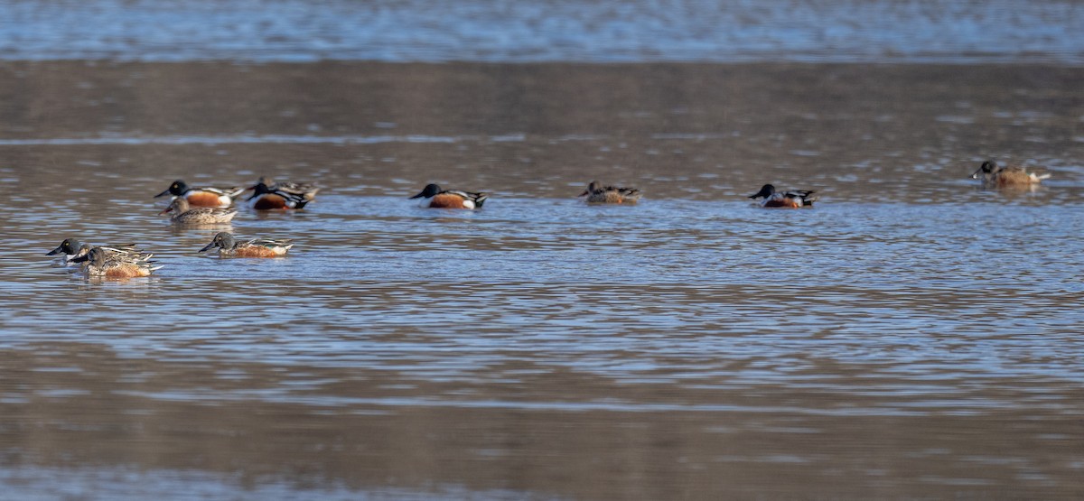 Northern Shoveler - ML409063171