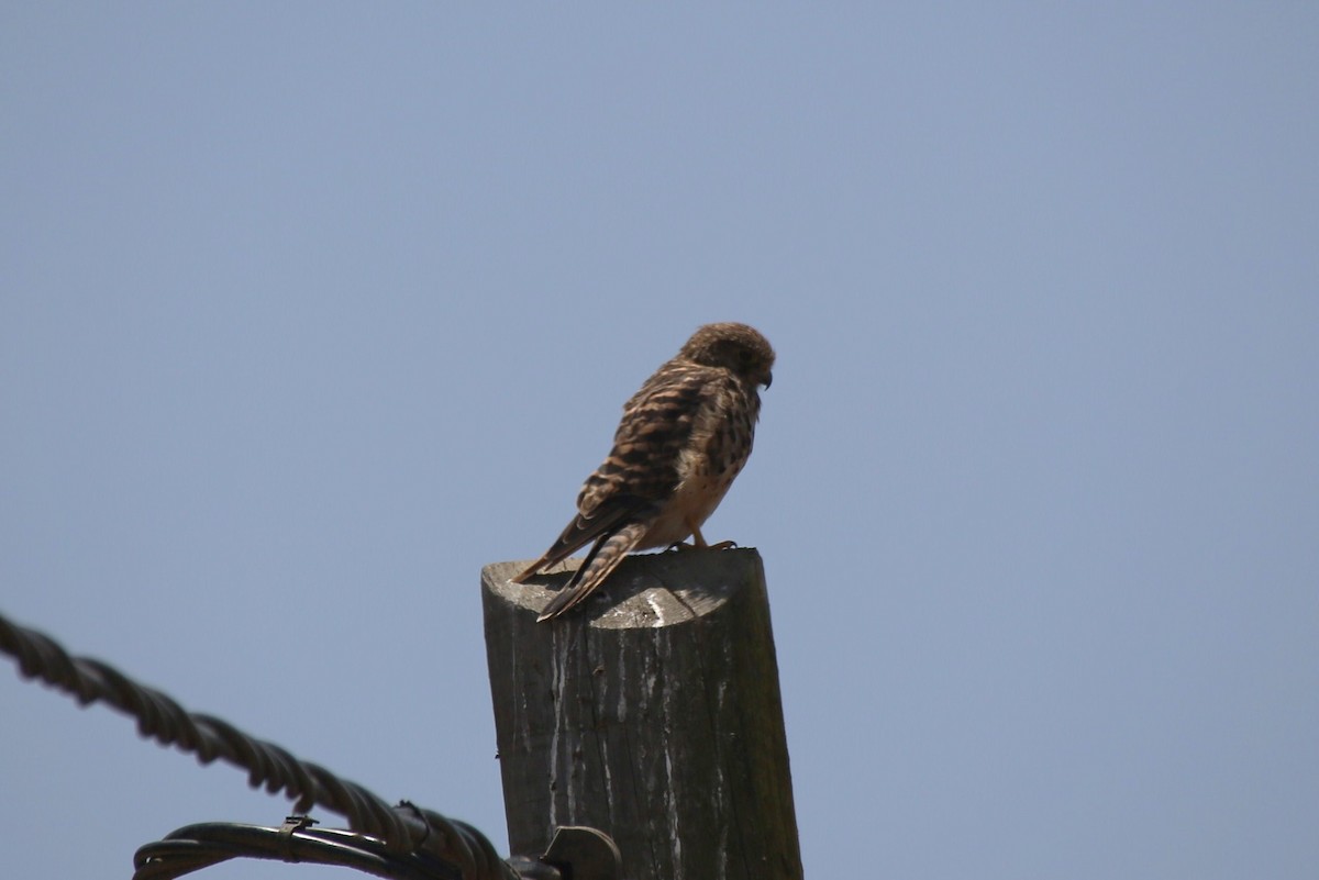 Eurasian Kestrel (Cape Verde) - ML40906331