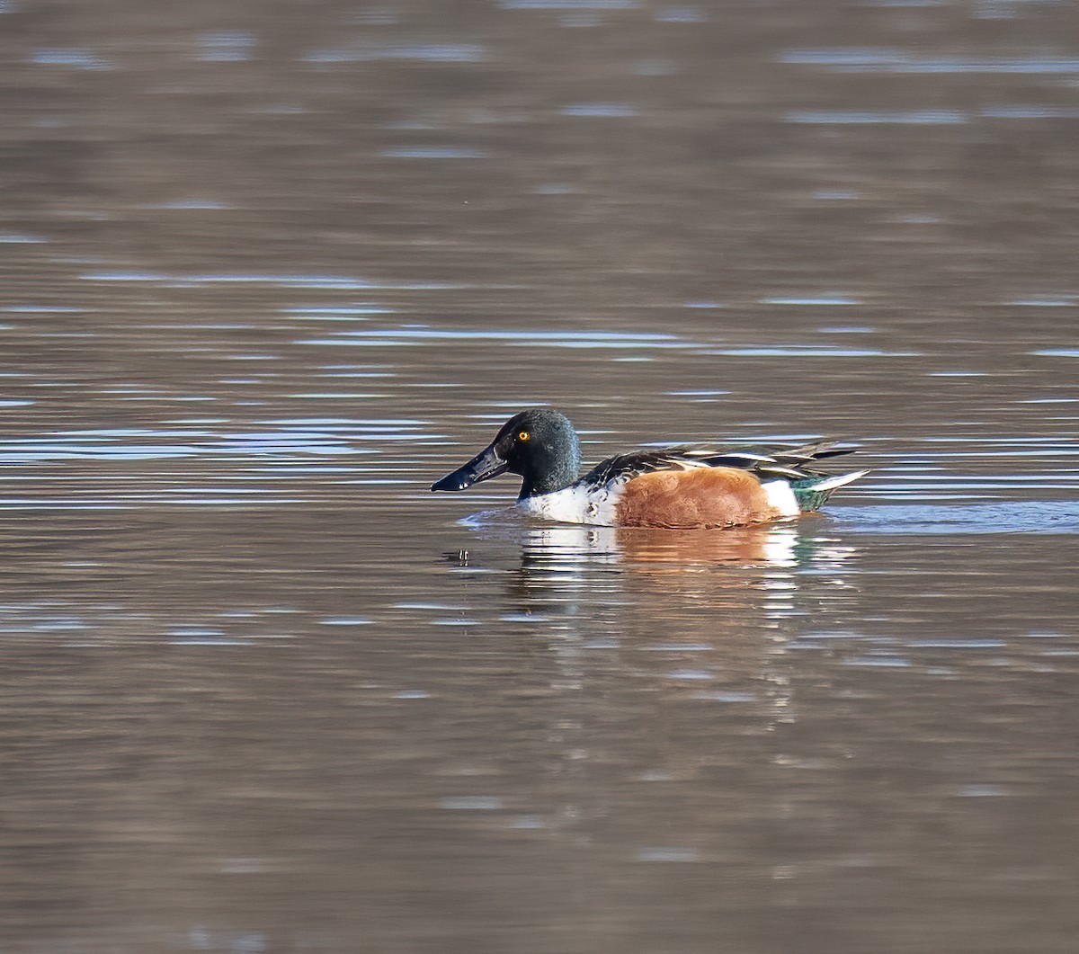 Northern Shoveler - ML409063371