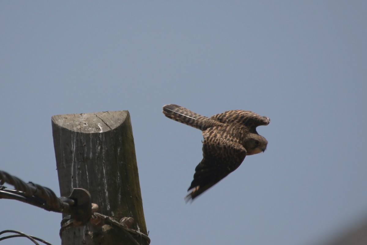 Eurasian Kestrel (Cape Verde) - ML40906351