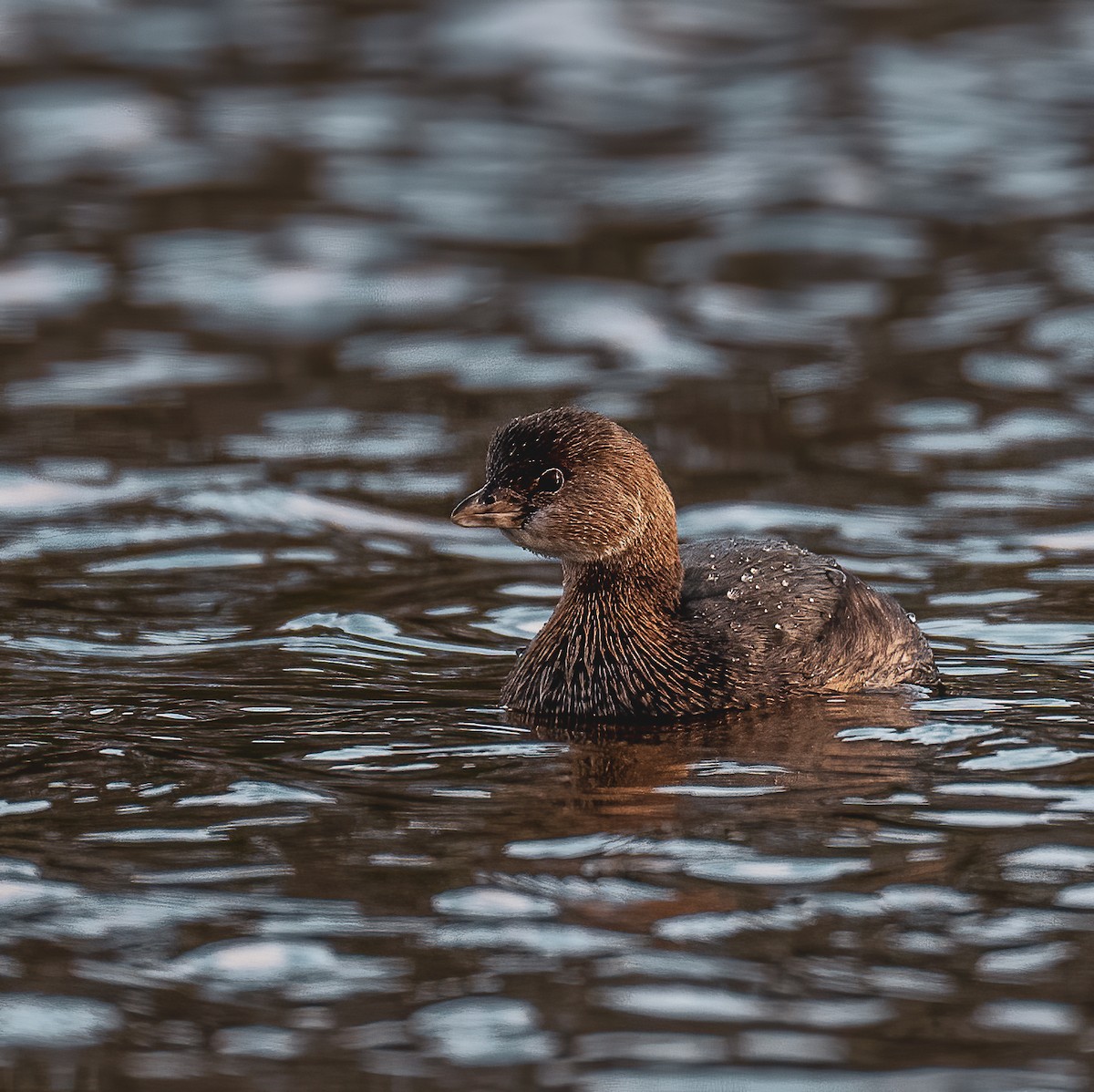 Pied-billed Grebe - ML409063741