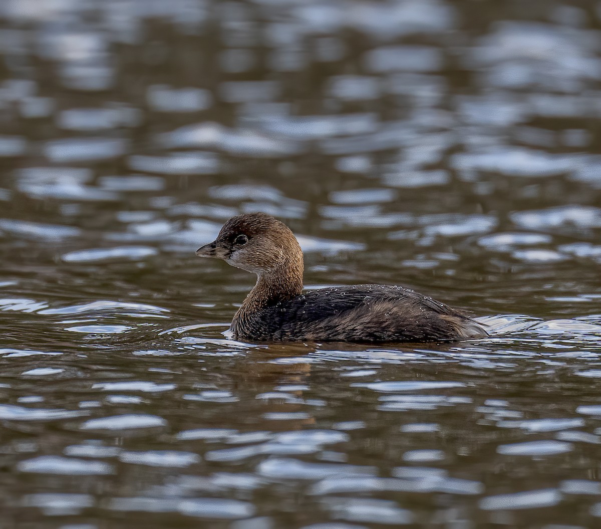 Pied-billed Grebe - ML409063751