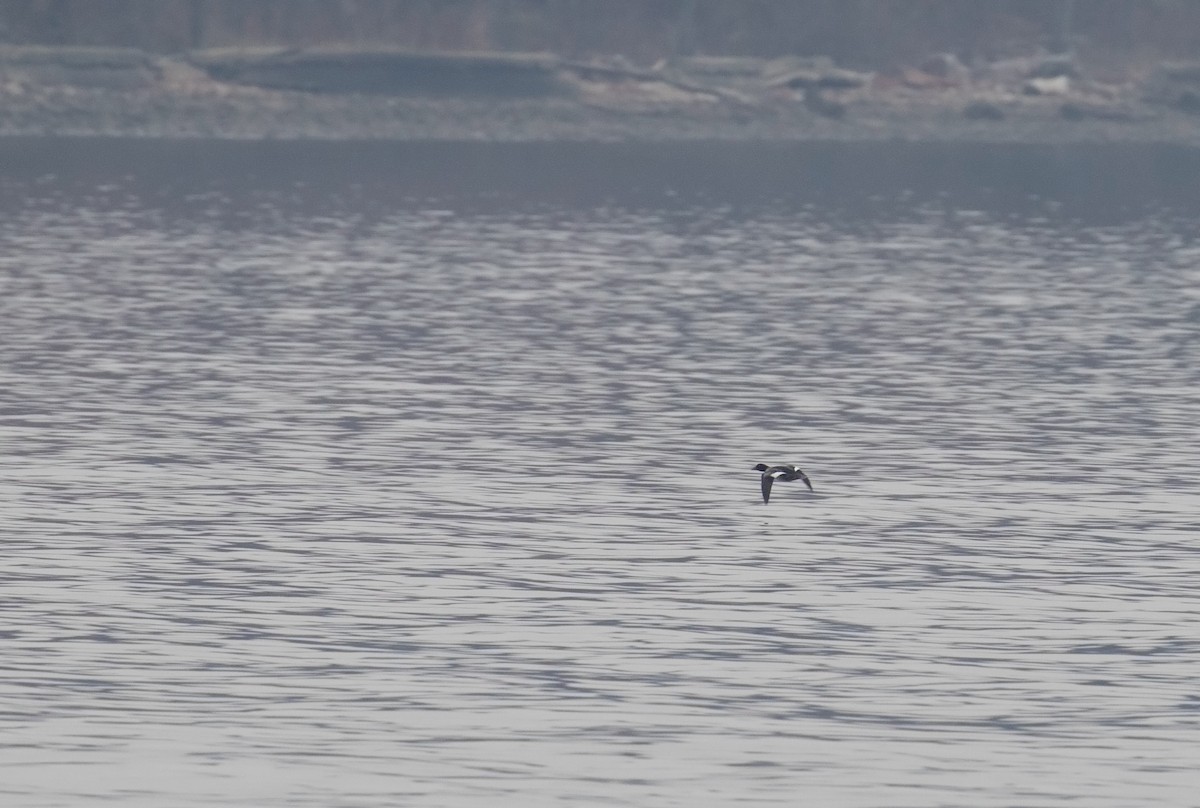 Common Goldeneye - Mark R Johnson